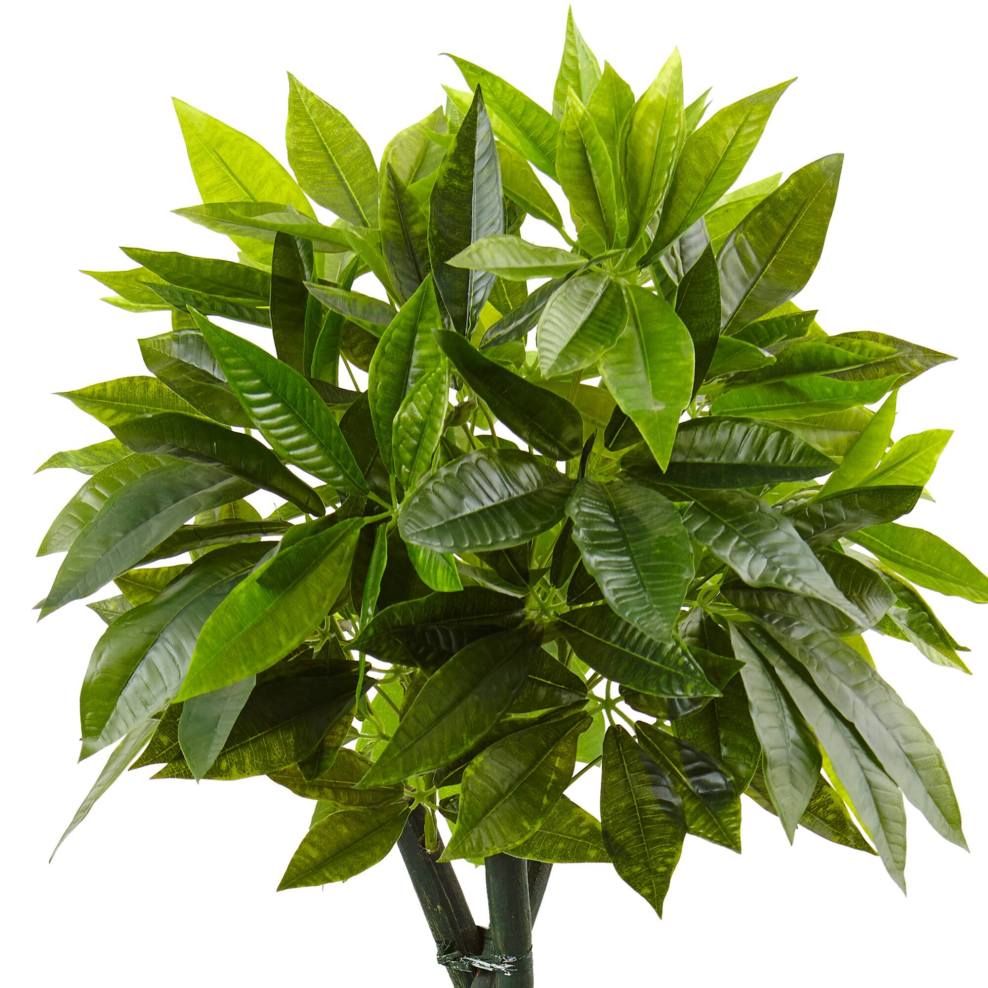 5ft. Money Tree in Black Square Planter